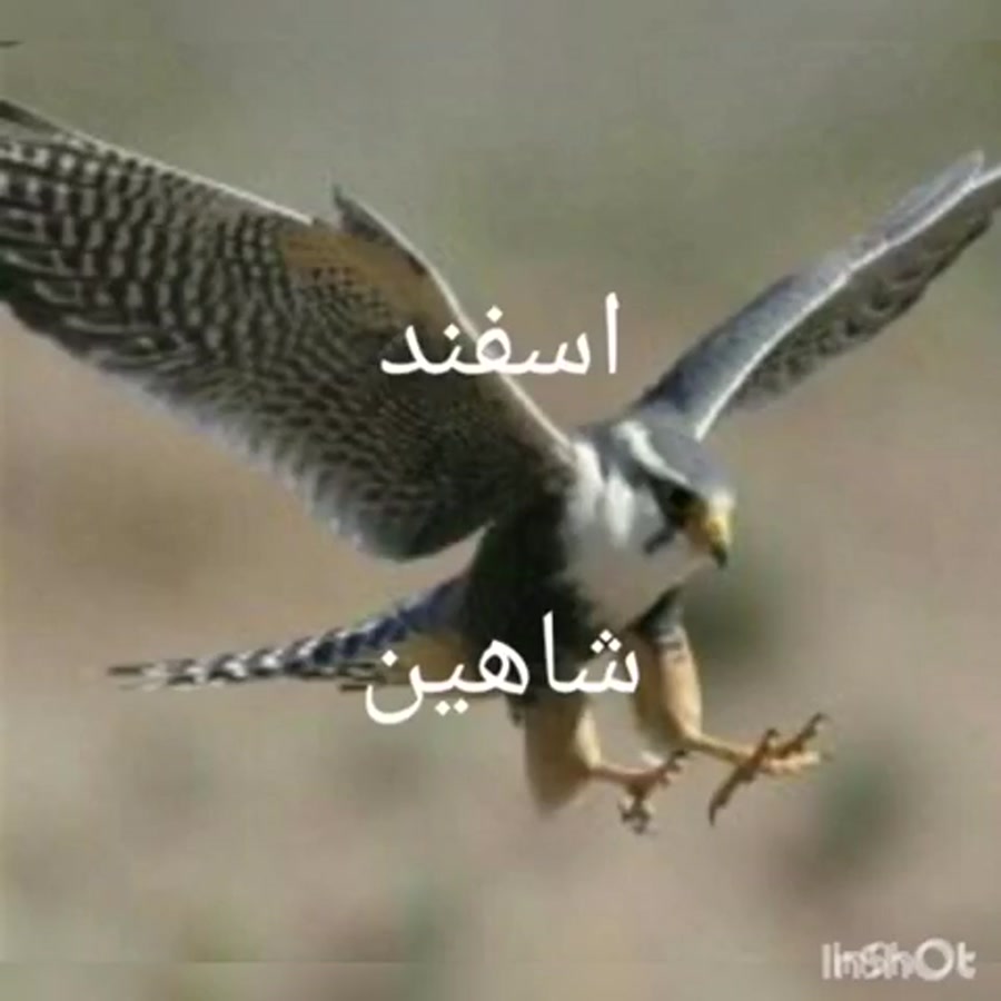 حیوان هر ماه