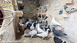 دان کفتر .اندازه دادن .ونوع دا...