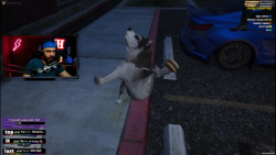 سگ هاسکی تو جی تی ای وی جی تی...