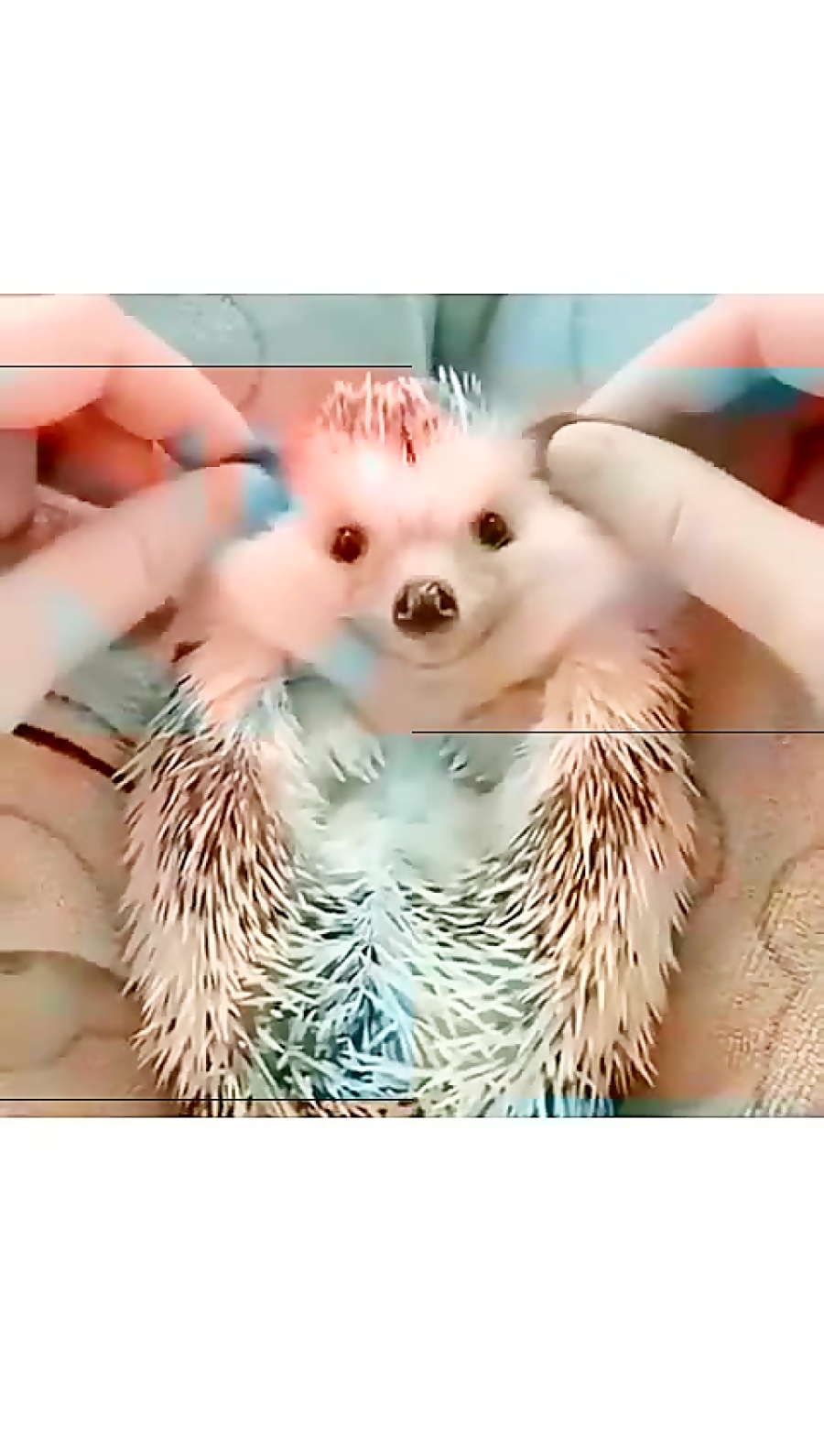 اگه حیوانارو دوست داری پیجمو دنبال کن