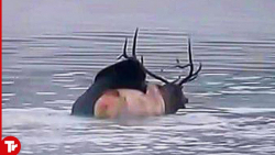 حملات حیوانات وحشی خرس وحشتناک...