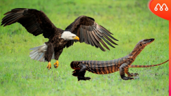 وقتی عقاب به مارمولک حمله می ک...