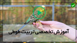 آموزش تربیت طوطی ملنگو-تکثیر و تولیدمثل طوطی سانان