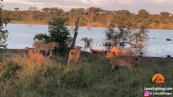 کروکودیل گوشه ای مجبور به حمله...