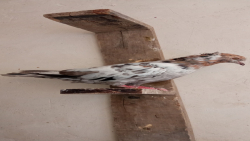 دان دادن کبوتر این کار انجام ب...