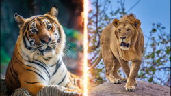 جنگ و نبرد شیر و ببر در حیات و...