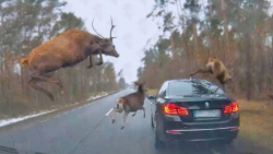 12 تا از برخورد باورنکردنی حیو...