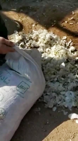 مراسم حلیم پزی آران و بیدگل