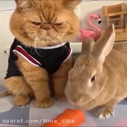 حیوان های خانگی بامزه