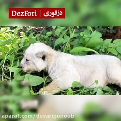 تولد یک توله شیر سفید