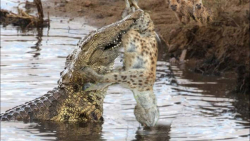 جنگ کفتار ها با حریف قدرتمند |...