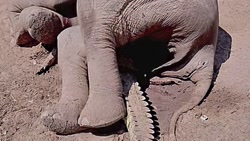 صحنه های بسیار جالب و دیدنی از...