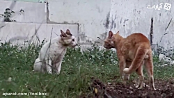 جنگ سمی گربه ها