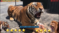 جنگ و نبرد حیوانات شیر و ببر د...