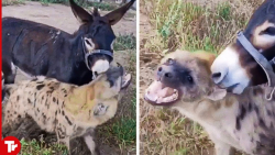 جنگ دیدنی کفتار و الاغ ، حیات...