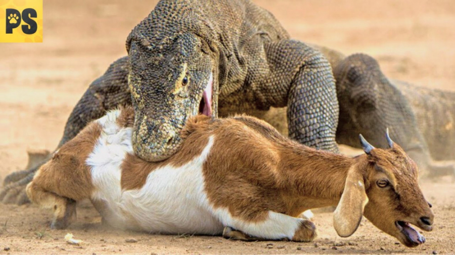 لحظات وحشتناک اژدهای کومودو و...