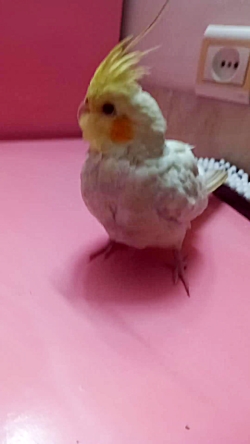 خوشگله من درسا عروس هلندی