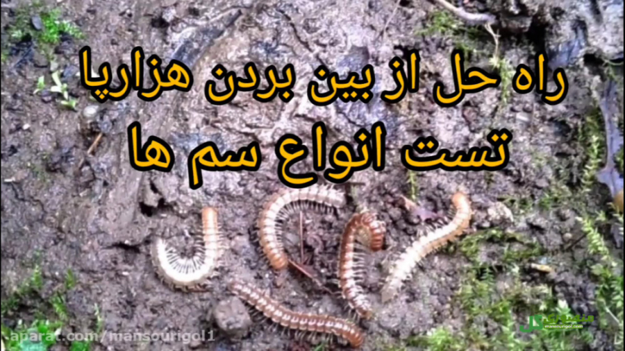 روش از بین بردن کرم هزارپا گلدان زمان247ثانیه