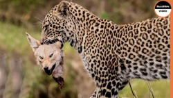 جنگ حیوانات وحشی حیات وحش || د...