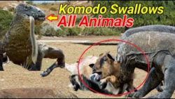 جنگ حیوانات وحشی ، شکار وحشیان...