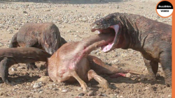 حمله حیوانات وحشی  زنده خواری...