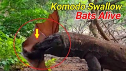 کومودو حمله می کند و خفاش ها ر...