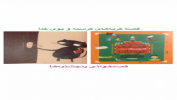 قصّهٔ گربه&zwnj;های گرسنه و بو...