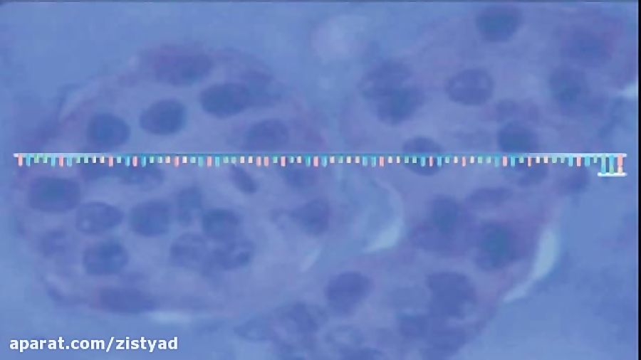 تعمیر DNA با هدایت متیلاسیون (MMR) هشتگ خرسی