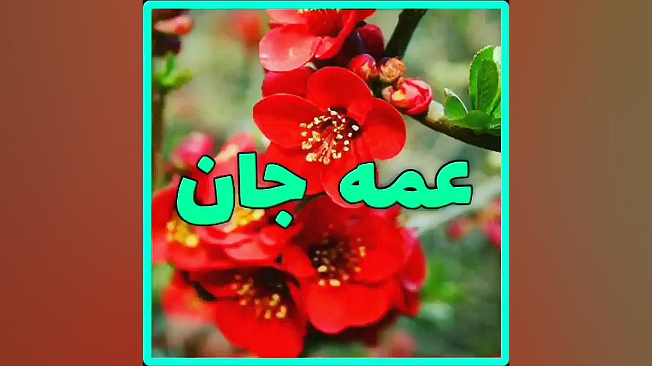 عمه گل