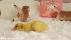 دوستی گربه ها با جوجه اردک