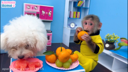 بچه میمون برای چیدن میوه برای...