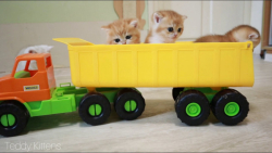 بازی بچه گربه های خوشگل و بامز...