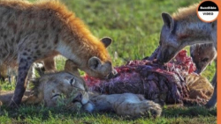 مستند حیات وحش شیر و کفتار ها