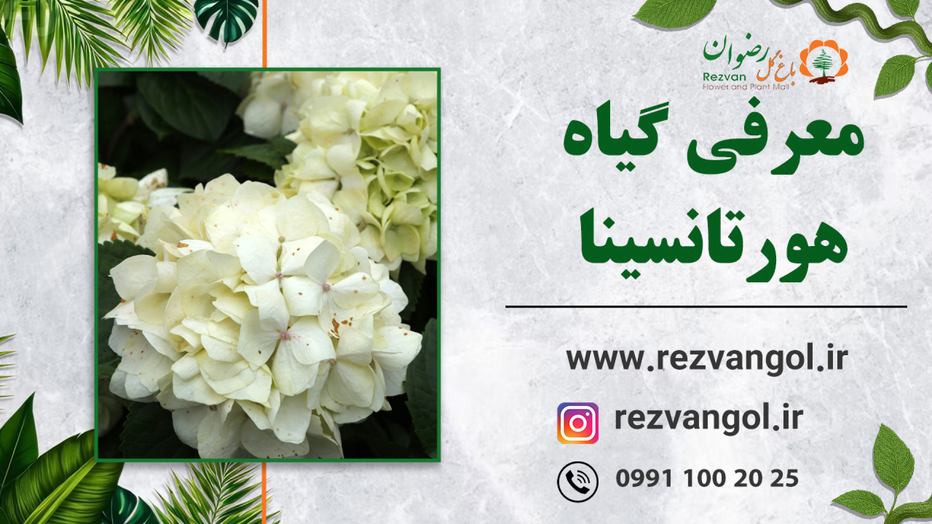 معرفی گیاه هورتانسینا زمان128ثانیه