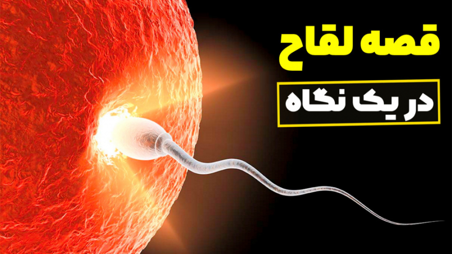 قصه لقاح (شروع زندگی) فرزانه آقایانی | کارشناس مامایی | مشاور شیردهی