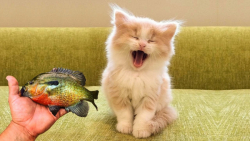 کلیپ طنز حیوانات خانگی ، شیطنت...