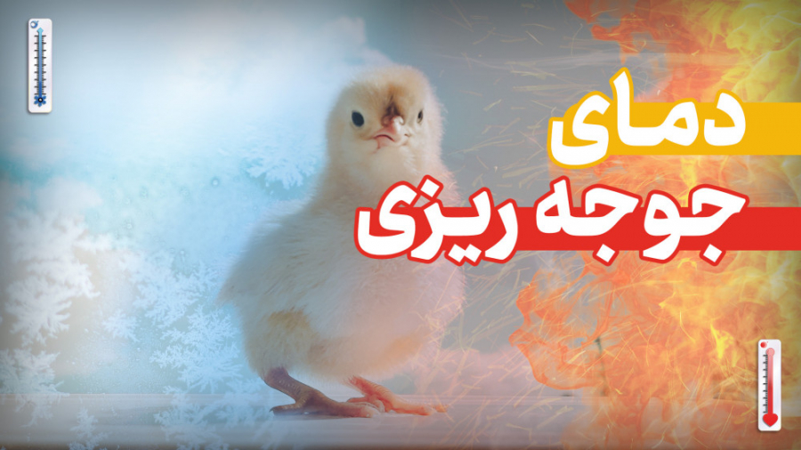 دمای مناسب برای ورود جوجه های گوشتی به سالن مرغداری دکتر محمد مهدی عبدالهی (دامپزشک)