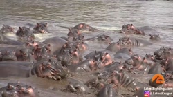 شکار حیوانات وحشی جنگ حیوانات...