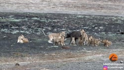 شکار حیوانات وحشی جنگ حیوانات...