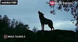 زوزه های وحشتناک گرگ تنها در ل...