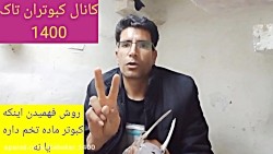 روش فهمیدن اینکه کبوتر تخم داره یا نه
