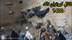 نمایش از لانه کبوترام