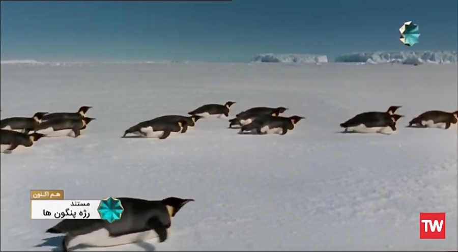رژه پنگوئن ها ؛ 2005 زمان4441ثانیه