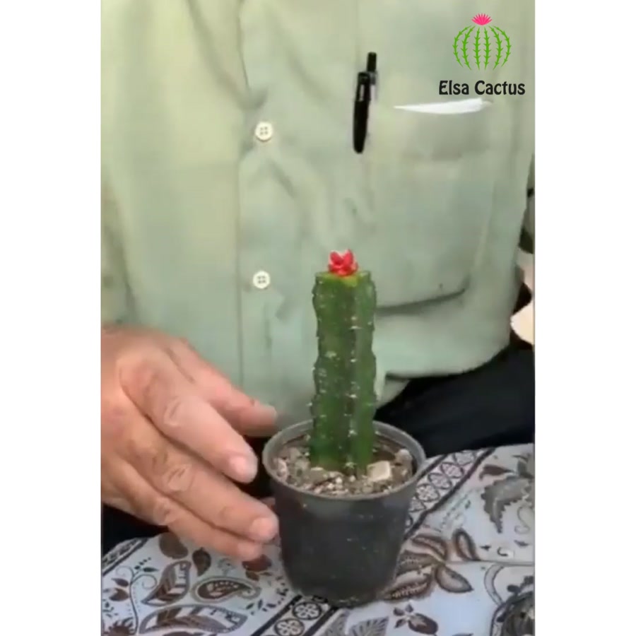 آموزش پیوند زدن کاکتوس استاد ا...