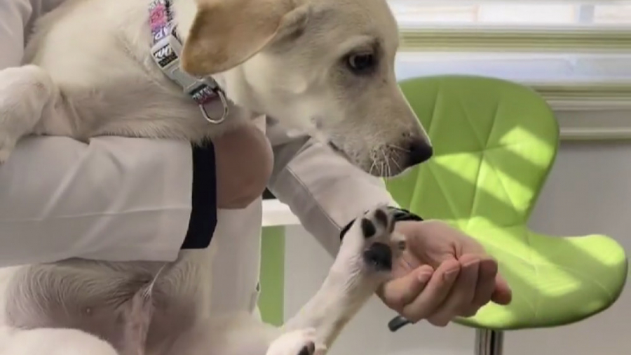 یک سگ جیشو بامزه در مطب دامپزشکی:)) رادیوگرافی دندان