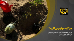 بررسی ابعاد جنگل کاری با درختان غیربومی در مناطق جنوبی کشور بررسی ابعاد جنگل کاری با درختان غیربومی در مناطق جنوبی کشور