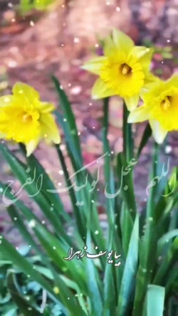 نیمه شعبان مبارک باد