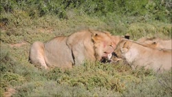 حمله حیوانات وحشی.زنده زنده خو...