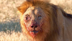 10 تا از قوی ترین شکار که شیر...
