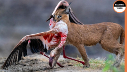 فیلم دیدنی حیات وحش | شکارچی پ...